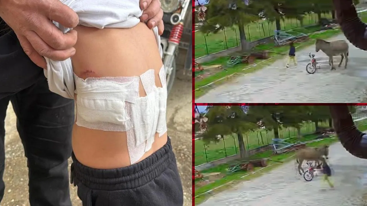 5 yaşındaki çocuğa eşek saldırdı: Kardeşi zor kurtardı! Dehşet anları kamerada