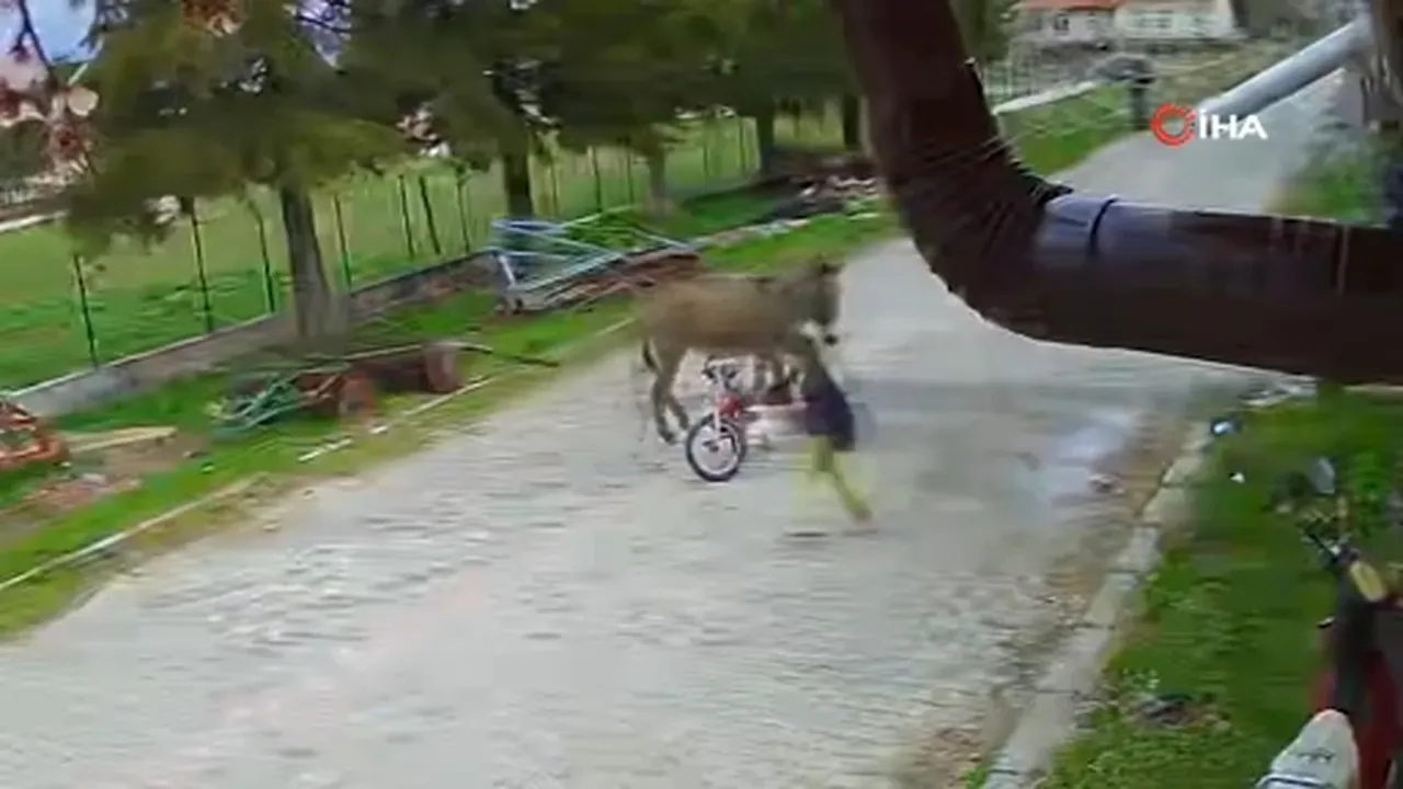 5 yaşındaki çocuğa eşek saldırdı: Kardeşi zor kurtardı! Dehşet anları kamerada