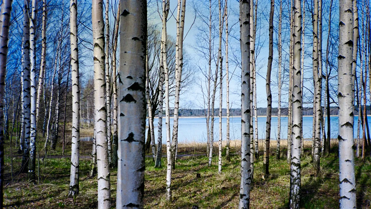 En mutlu ülke seçilen Finlandiyadan 1 haftalık ücretsiz program: Mutlu olmayı öğretecekler
