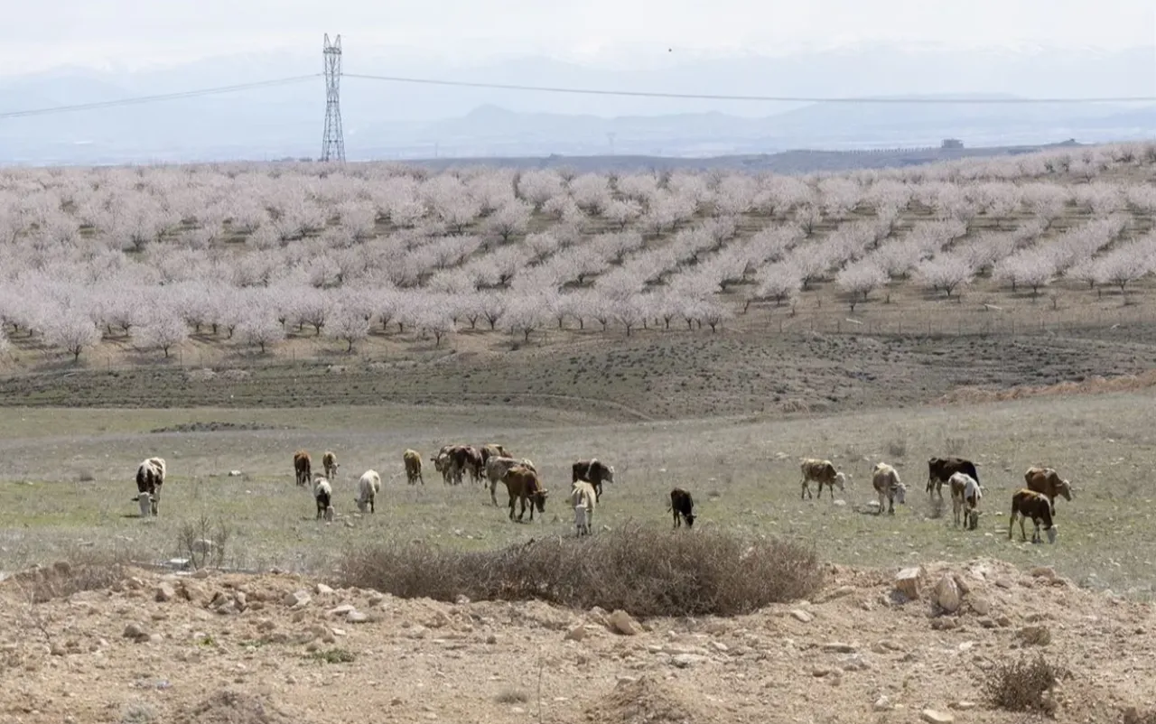 Malatyada Türkiyenin kırmızı et üssü kuruluyor! Fiyatlarda dengeleri değiştirecek