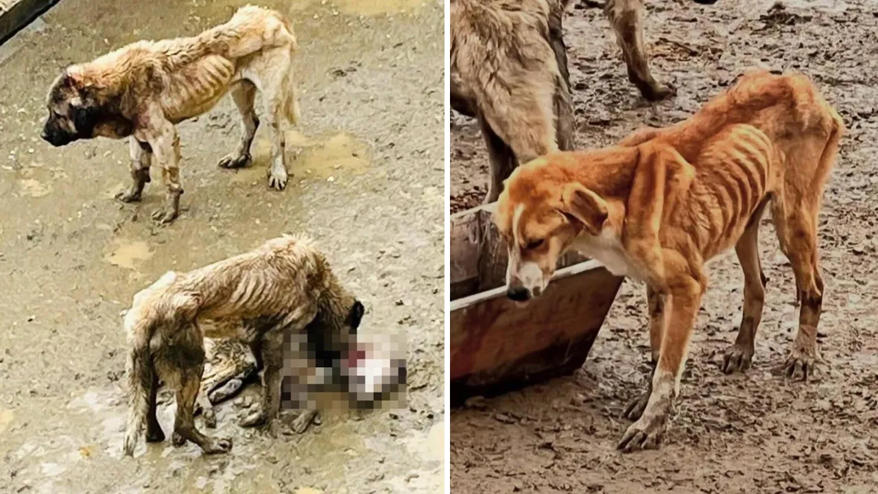 CHP'li Bozüyük Belediyesi'ne ait barınakta korkunç görüntüler! Köpekler, açlıktan birbirlerini yedi