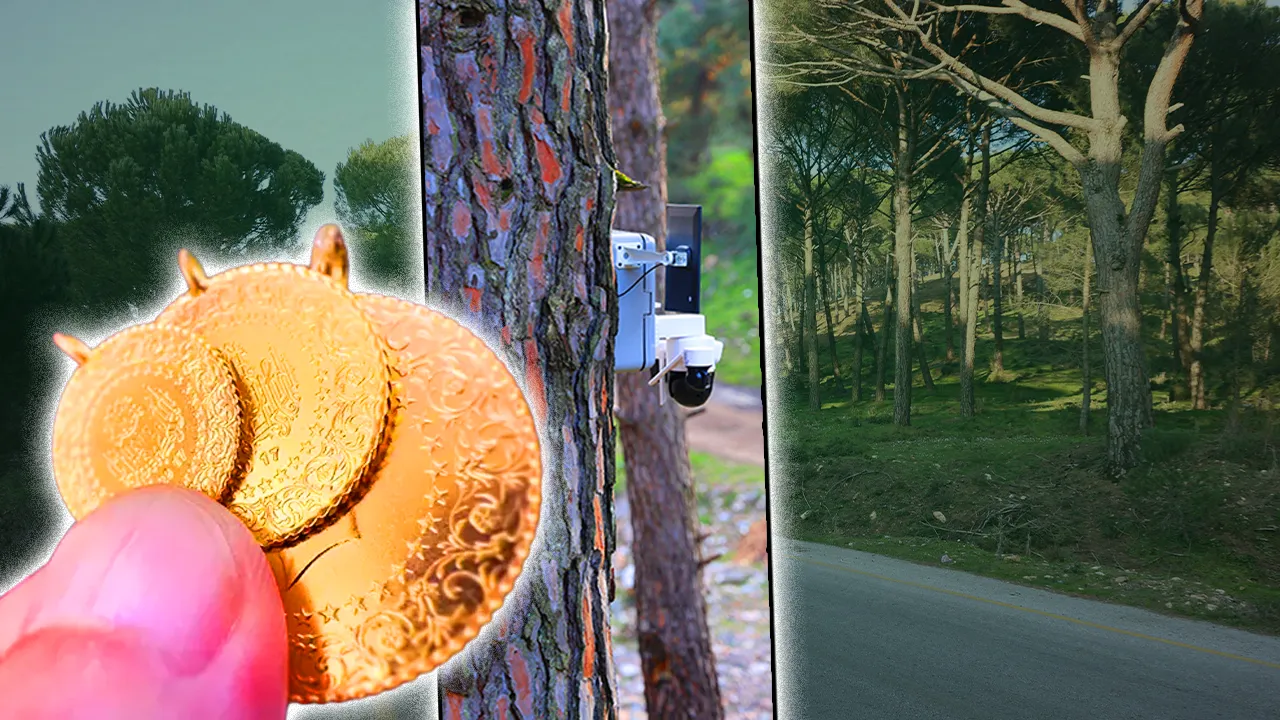 Her biri altın değerinde! Hasat sürüyor, çam fıstığının kalbinde bahçelere kamera takıldı