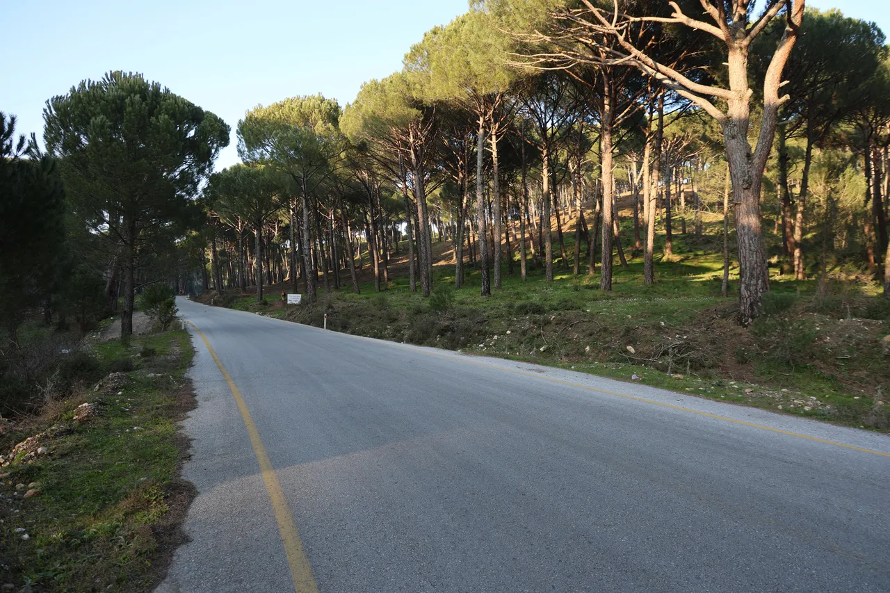 Her biri altın değerinde! Hasat sürüyor, çam fıstığının kalbinde bahçelere kamera takıldı
