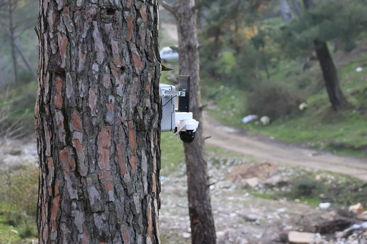 Her biri altın değerinde! Hasat sürüyor, çam fıstığının kalbinde bahçelere kamera takıldı