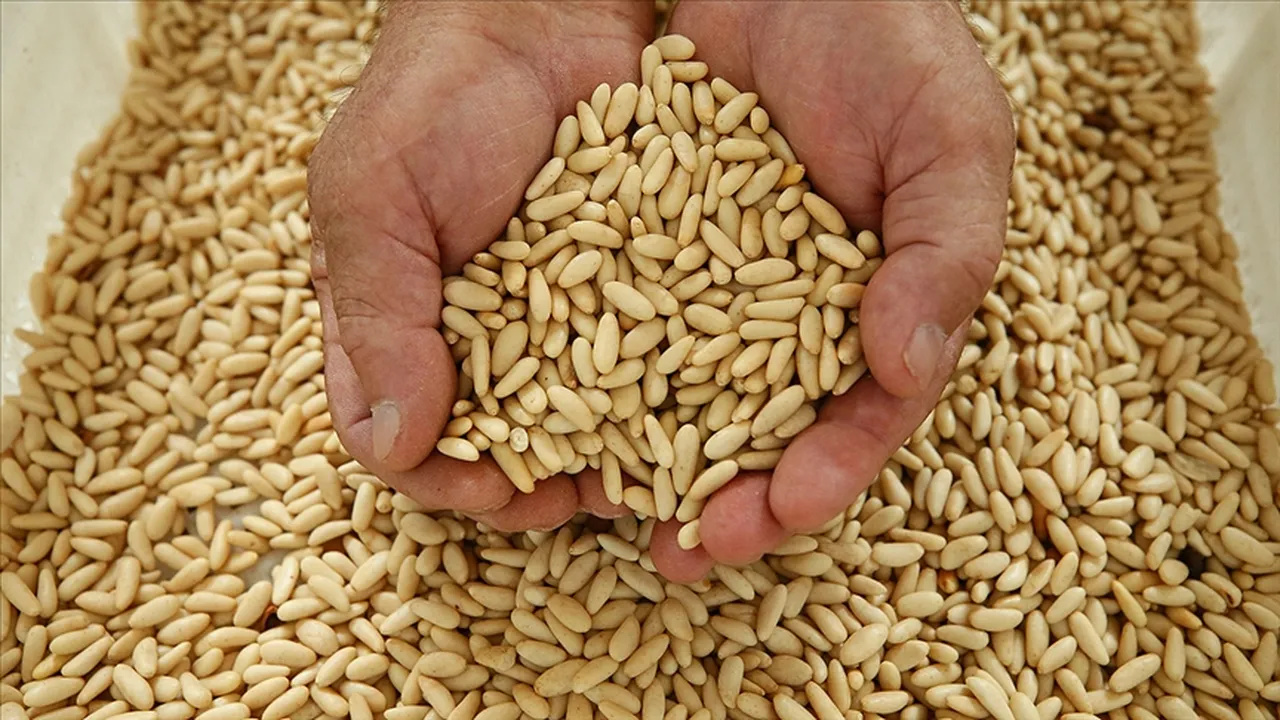 Her biri altın değerinde! Hasat sürüyor, çam fıstığının kalbinde bahçelere kamera takıldı