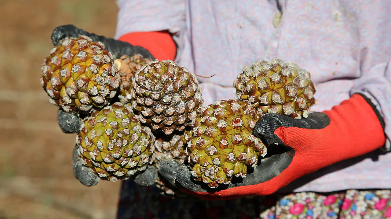 Her biri altın değerinde! Hasat sürüyor, çam fıstığının kalbinde bahçelere kamera takıldı