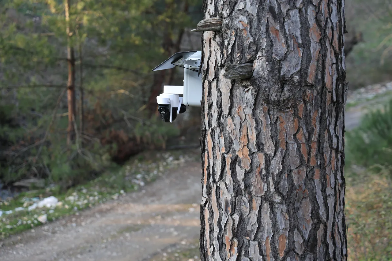 Her biri altın değerinde! Hasat sürüyor, çam fıstığının kalbinde bahçelere kamera takıldı
