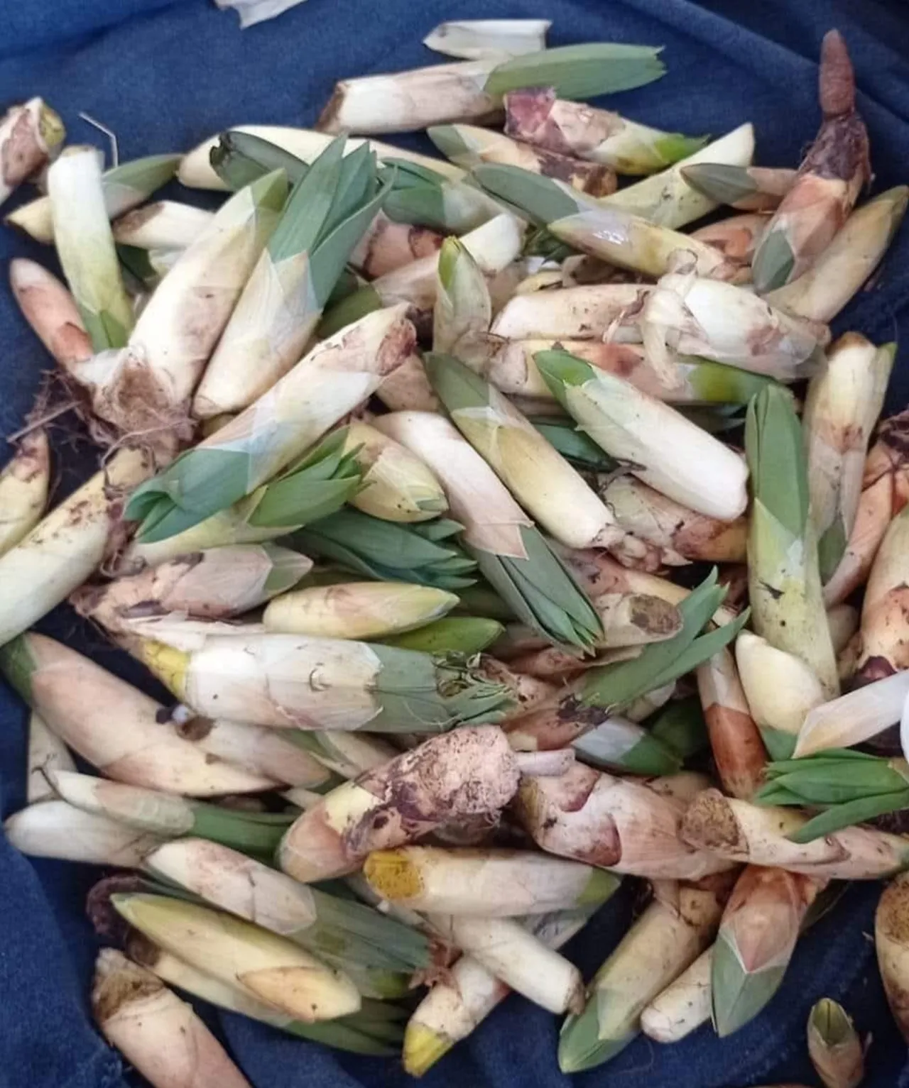 Kendi kendine yetişiyor, kilosu 300 lira! Dağlardan toplayıp günde 21 bin lira kazanıyorlar