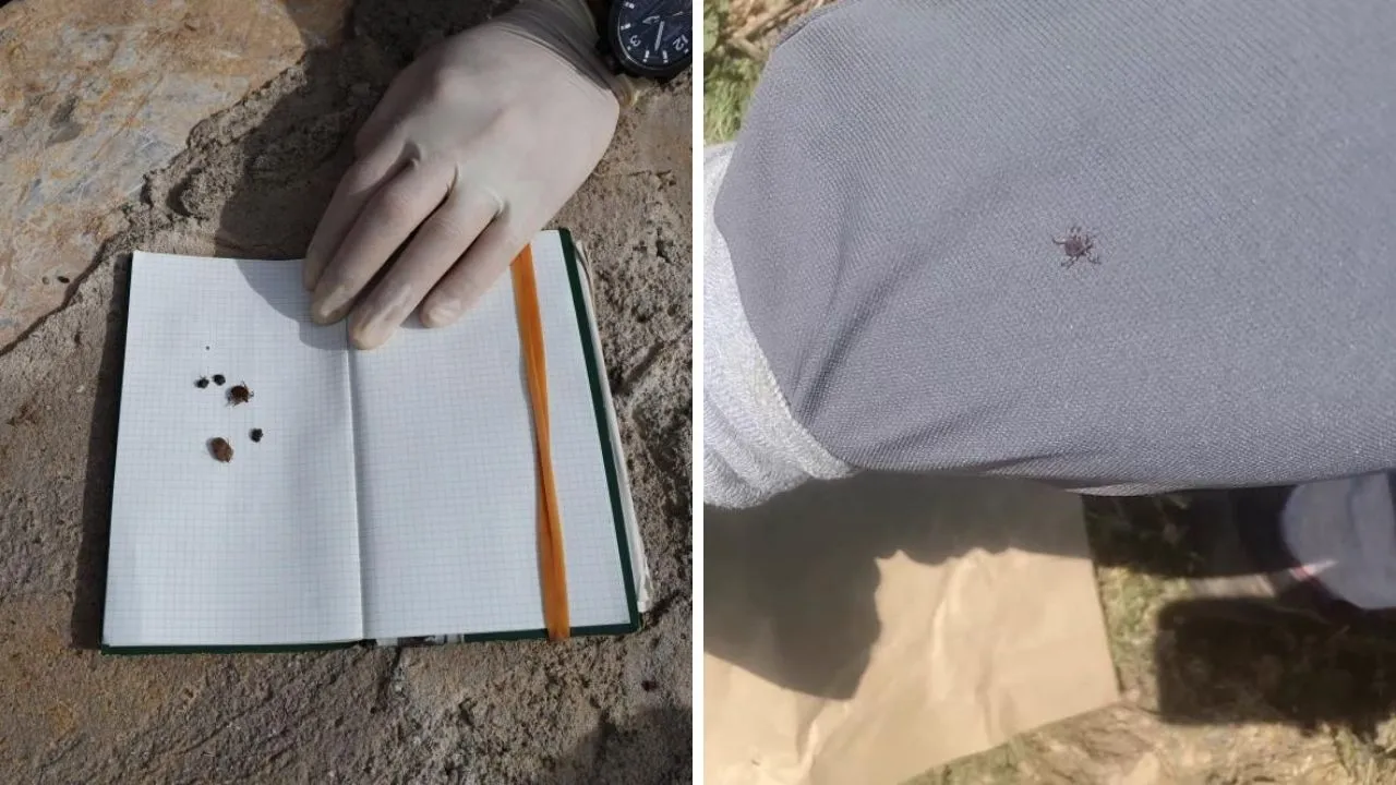 Kene kabusu geri döndü! Korkutan açıklama: Bu yıla dikkat