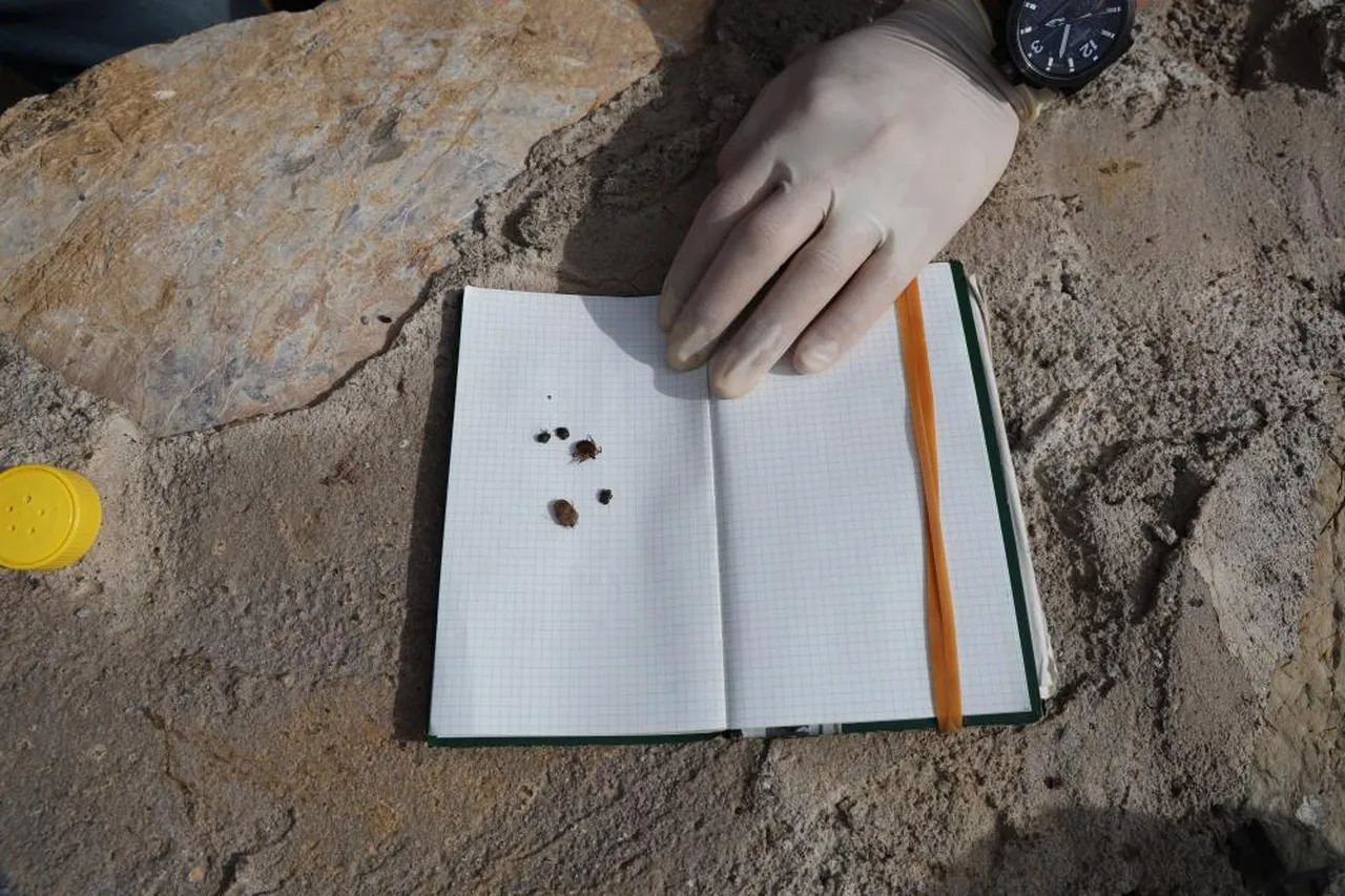 Kene kabusu geri döndü! Korkutan açıklama: Bu yıla dikkat