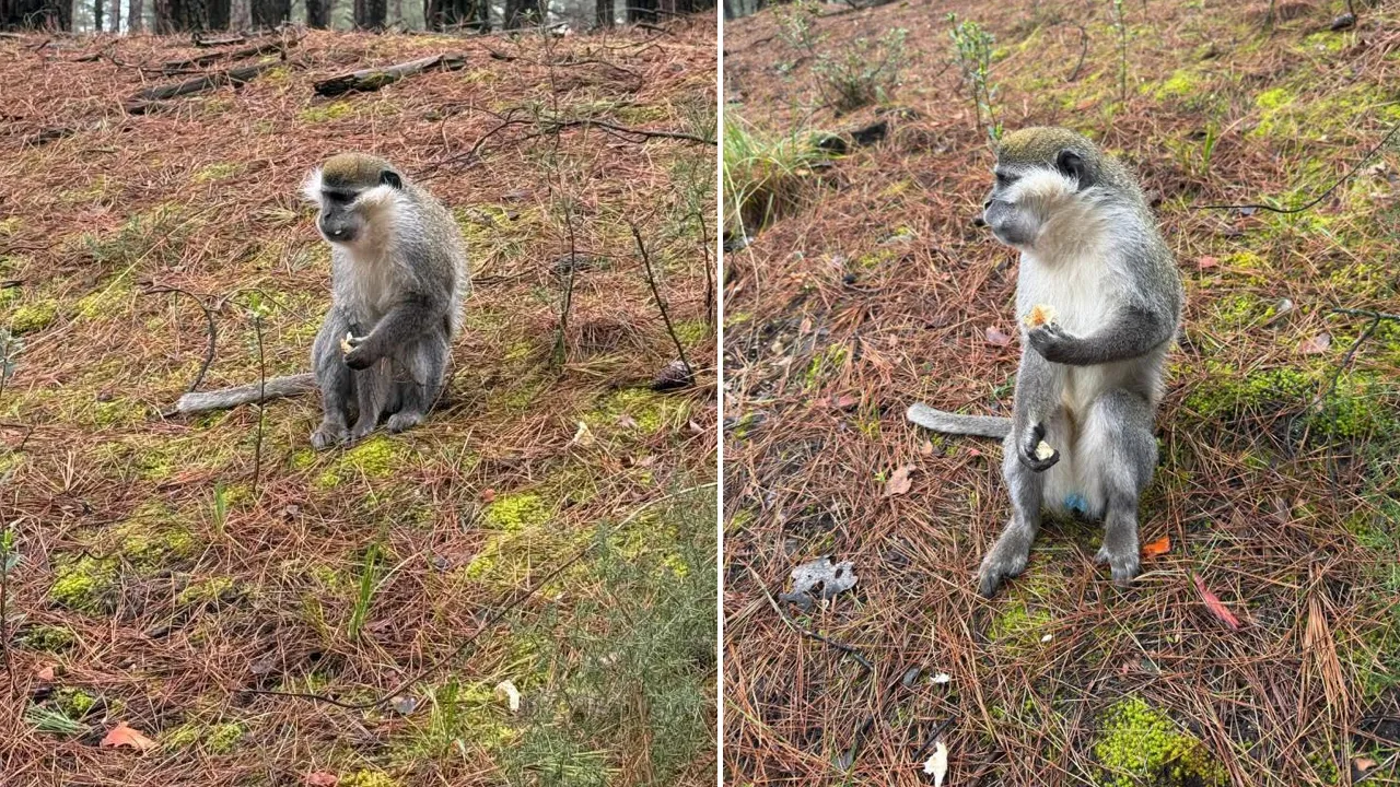 Mantar aramak için ormana gitti, hiç ummadığı bir şeyle karşılaştı