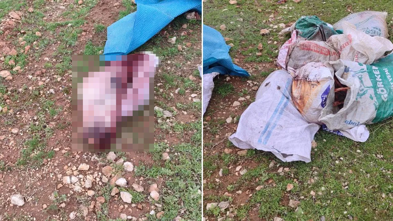 Şanlıurfa'da arazide kesilmiş at kafası ve parçaları bulundu
