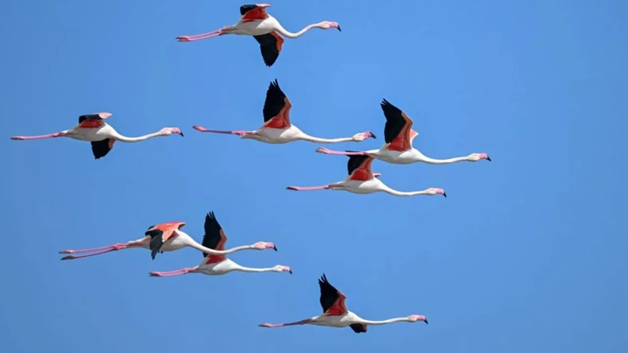 Yağışlar can verdi! Yıllar sonra flamingolar geri döndü