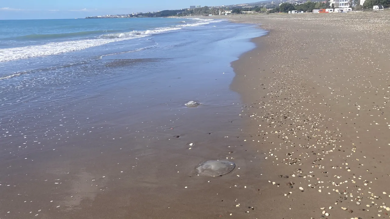 Zehirli tehlike Antalya’dan Mersin’e sıçradı! Dokunanı yakıyor