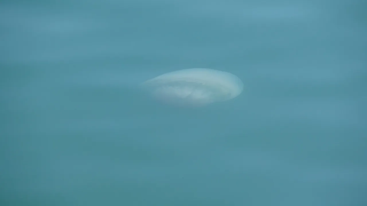 Zehirli tehlike Antalya’dan Mersin’e sıçradı! Dokunanı yakıyor