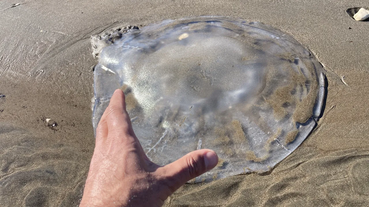 Zehirli tehlike Antalya’dan Mersin’e sıçradı! Dokunanı yakıyor