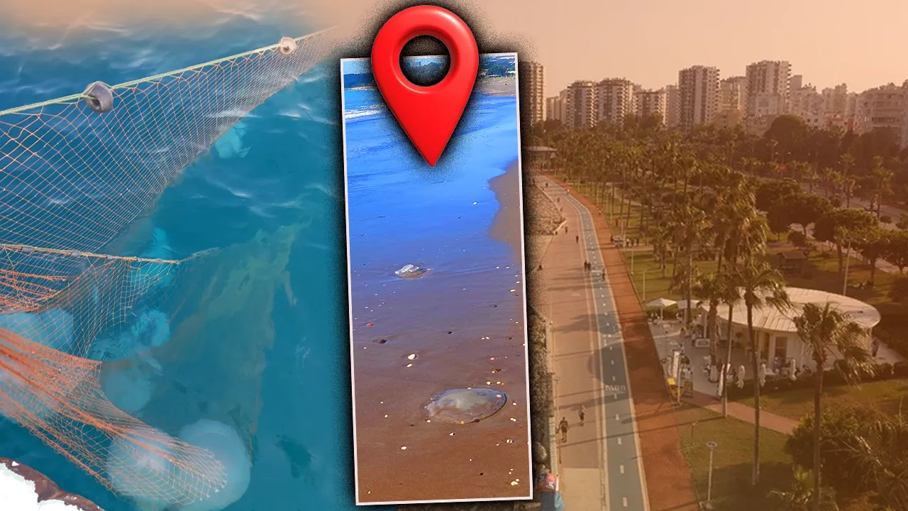 Zehirli tehlike Antalya’dan Mersin’e sıçradı! Dokunanı yakıyor 