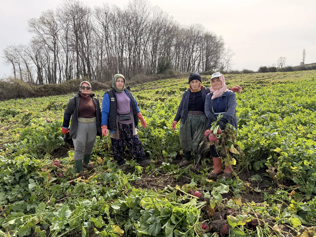 25 yıllık gelir kaynağı! Hasadı başladı, 2 ton verim alınıyor
