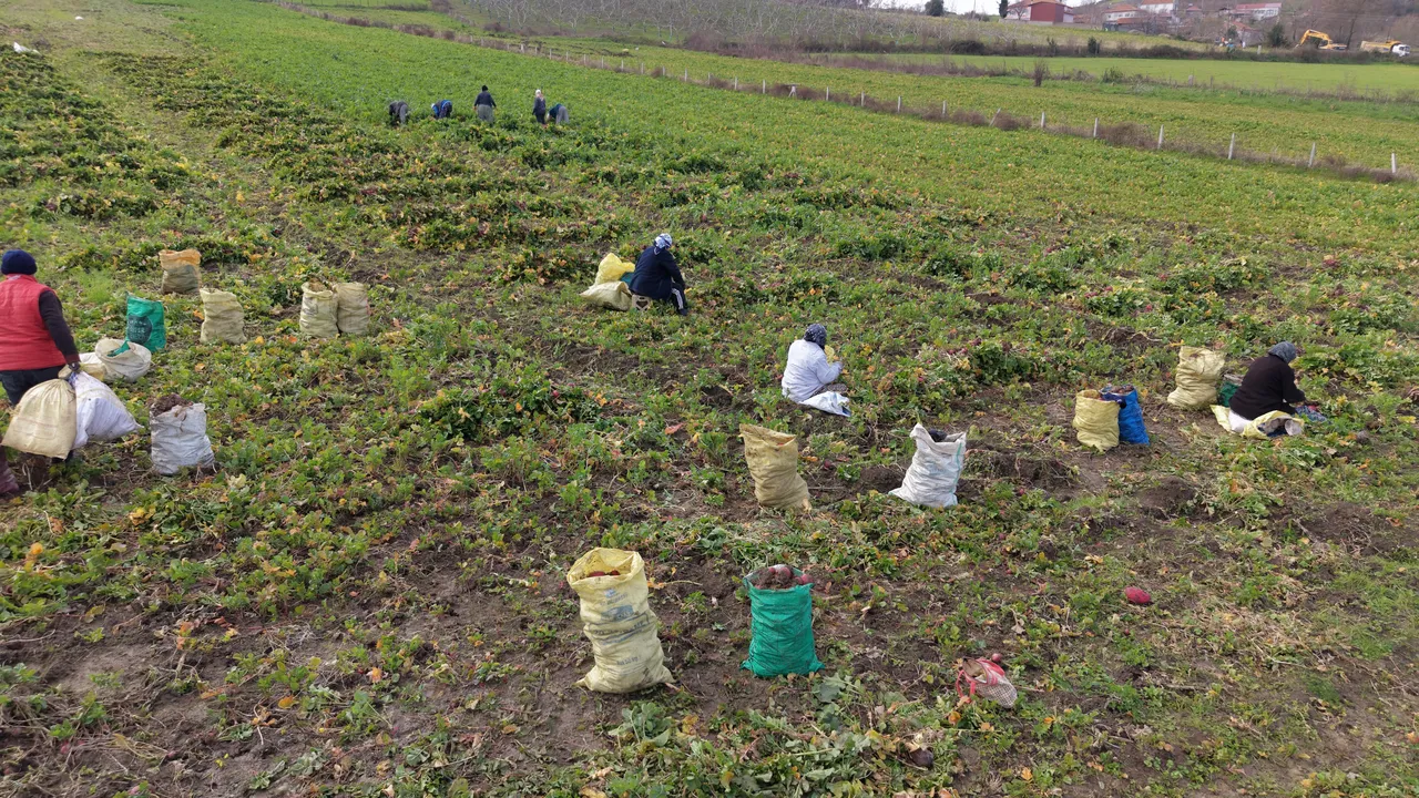 25 yıllık gelir kaynağı! Hasadı başladı, 2 ton verim alınıyor