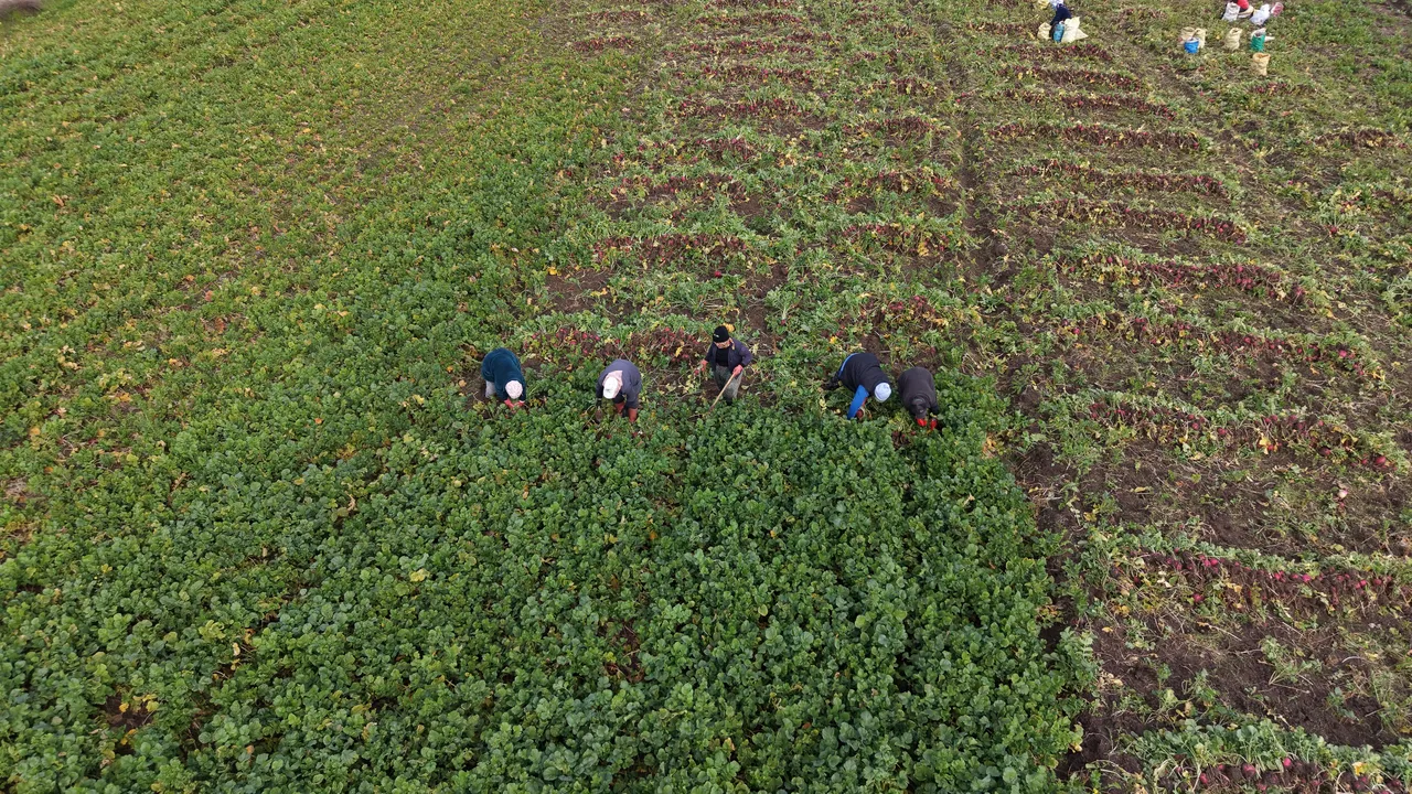 25 yıllık gelir kaynağı! Hasadı başladı, 2 ton verim alınıyor