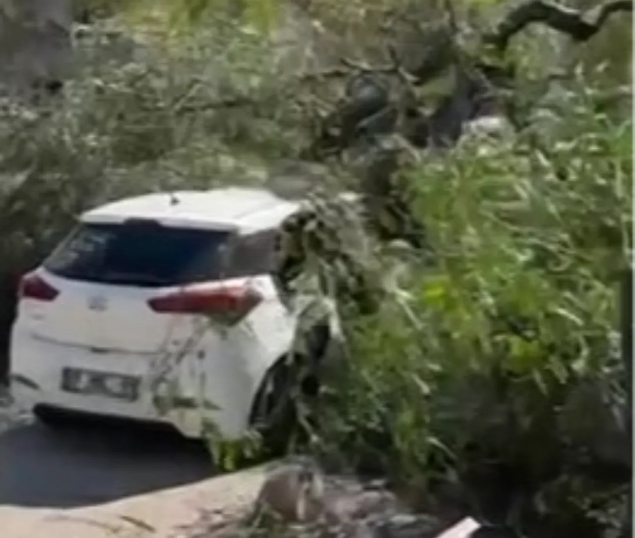 Adana'da şiddetli rüzgar ağaçları devirdi!