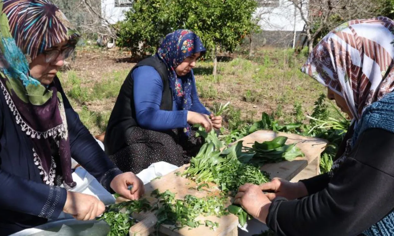 'Andırın doktoru' olarak biliniyor! Yılda sadece 2 ay toplanıyor, kabızlığa birebir…