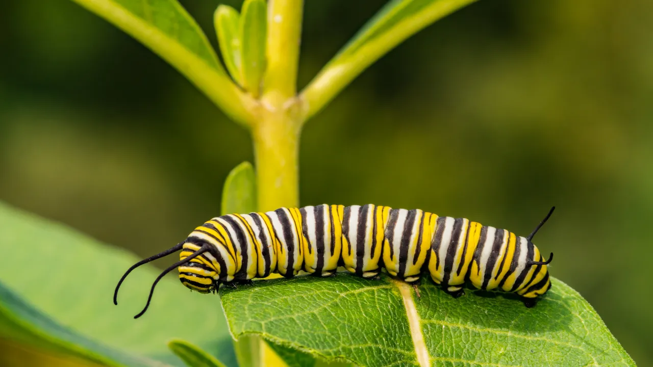 Bahçesi olanlar dikkat! Tırtıl ve güveler için uzmanlardan kritik uyarı 
