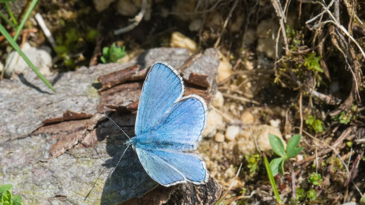 Bahçesi olanlar dikkat! Tırtıl ve güveler için uzmanlardan kritik uyarı