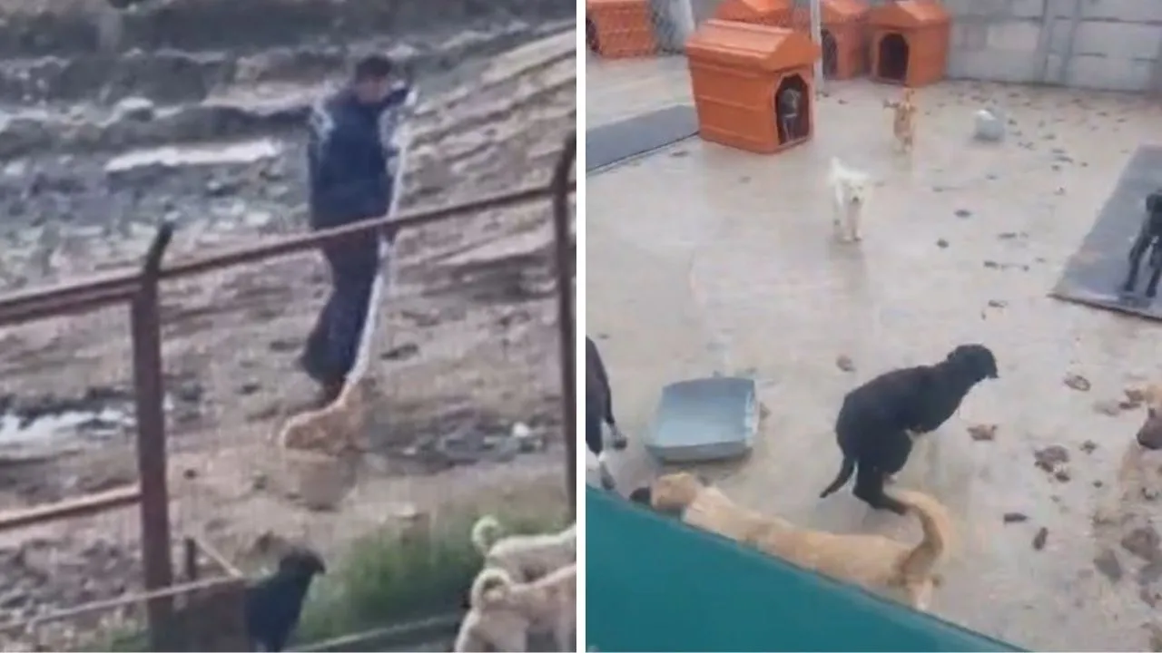 Barınak görüntüleri gündem olmuştu! Sorumlular hakkında işlem başlatıldı