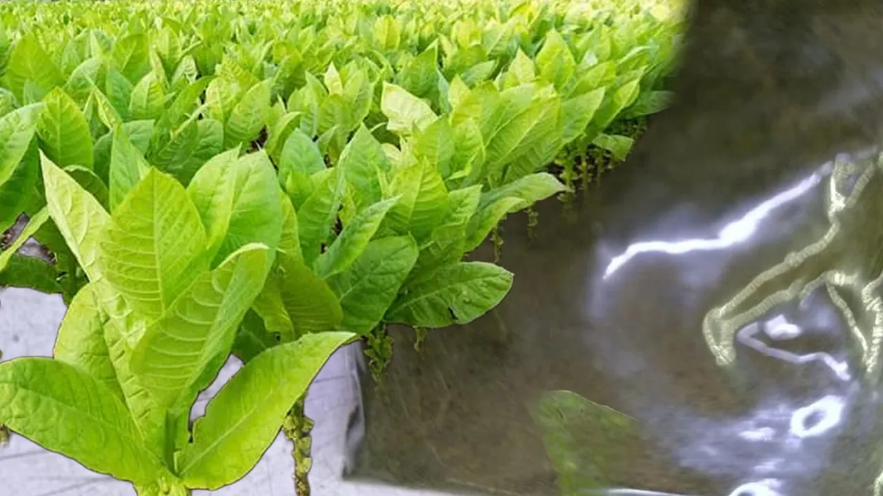 Maraş otuna dikkat! Uzmanı “8 paket sigaraya bedel” diyerek uyardı