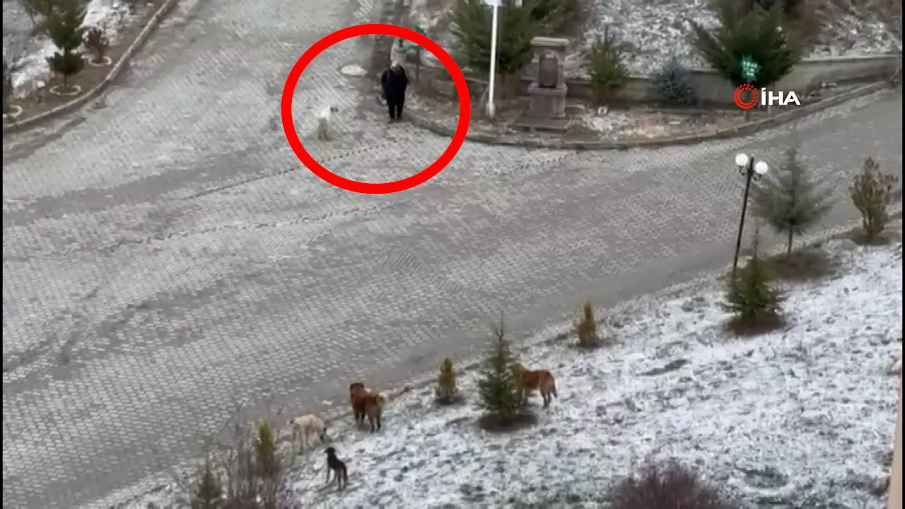 Sokak köpeklerinin saldırısı kamerada! Üzerlerine araba sürerek kurtardılar