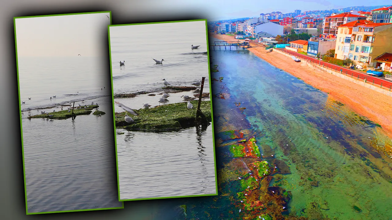 Deniz çekilince ortaya çıkan miras! Krallarındı artık martıların oldu