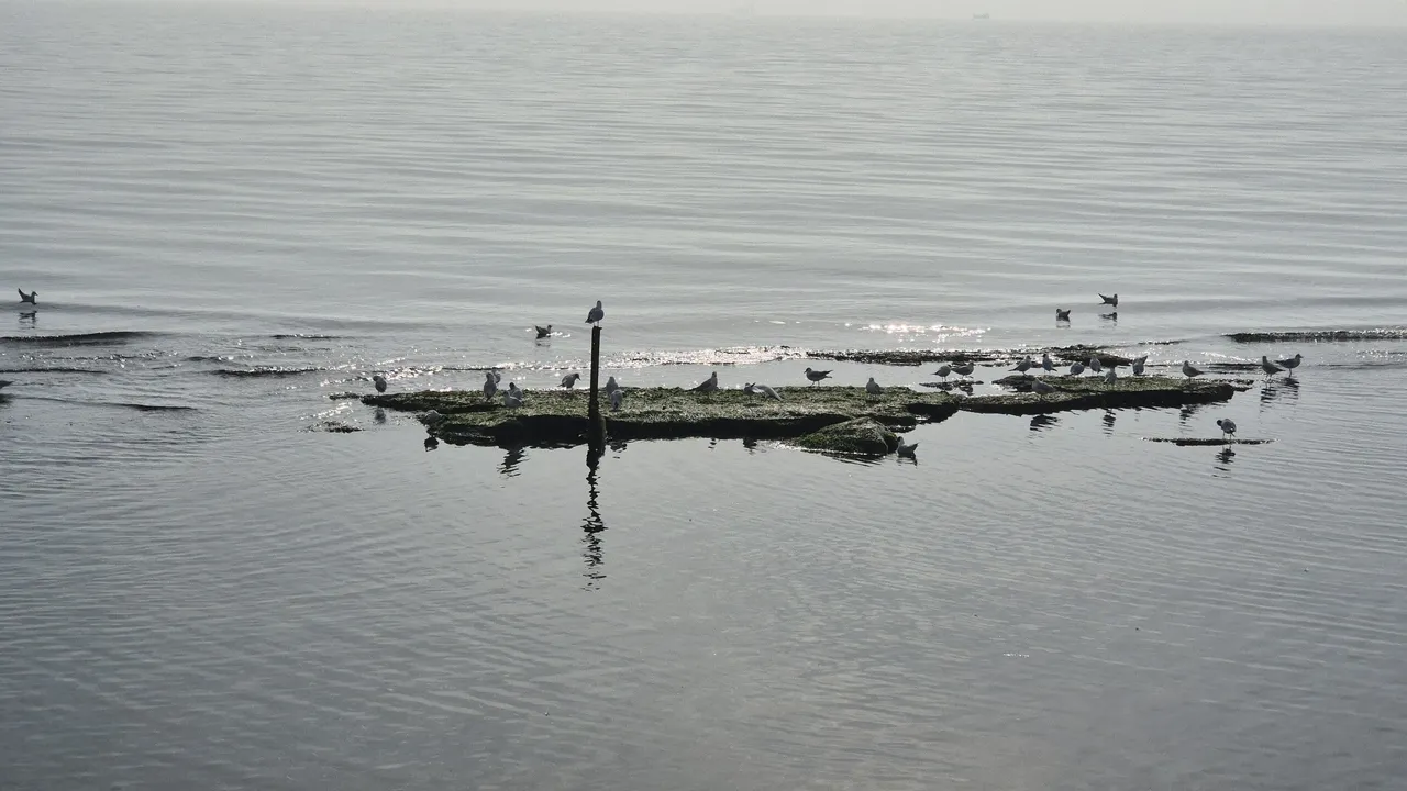 Deniz çekilince ortaya çıkan miras! Krallarındı artık martıların oldu