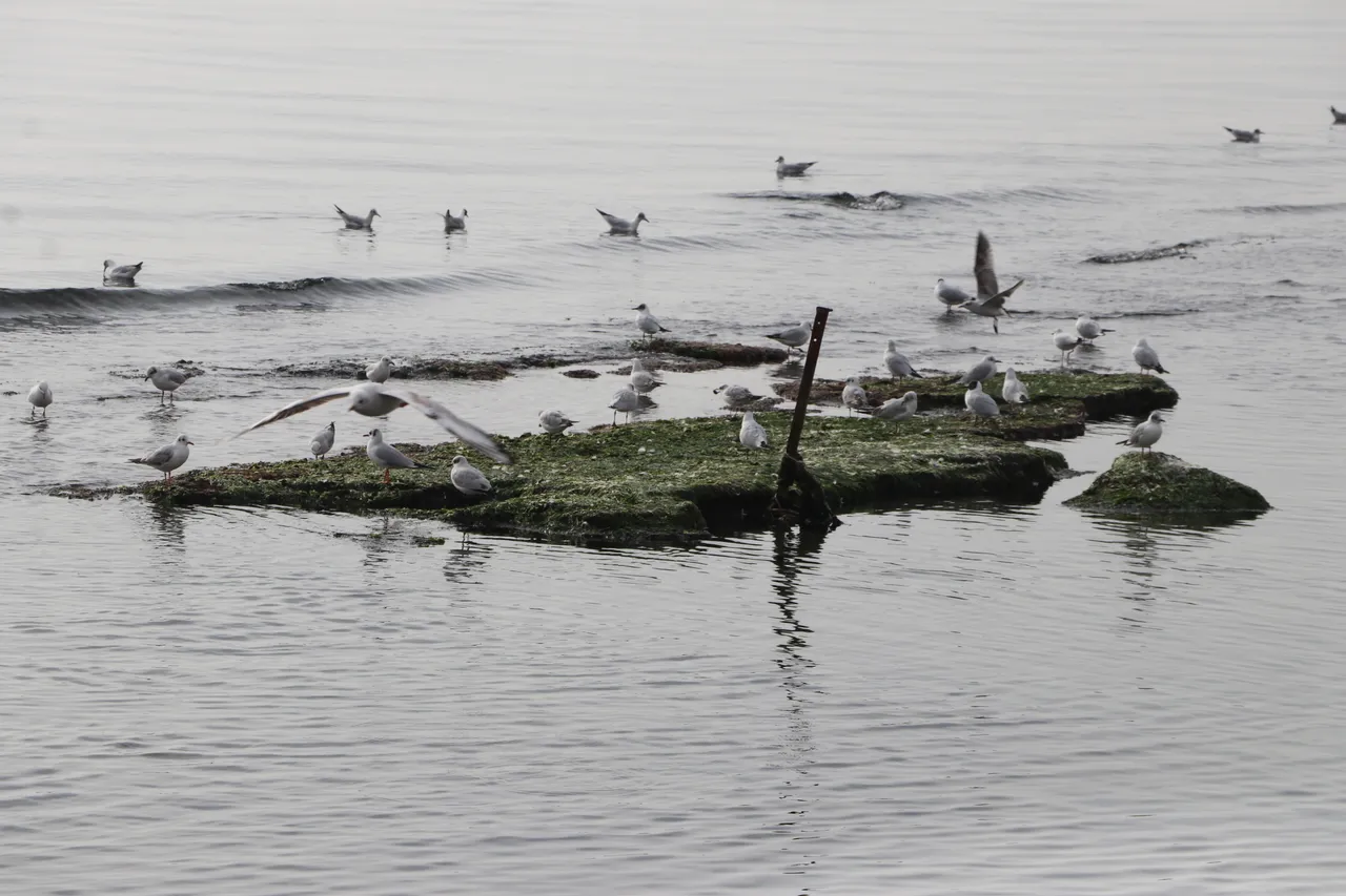 Deniz çekilince ortaya çıkan miras! Krallarındı artık martıların oldu