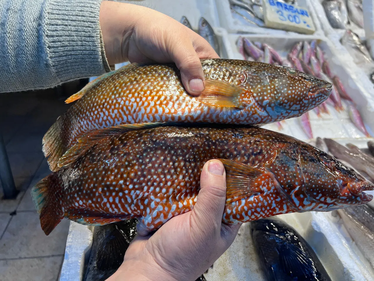 Hint Okyanusundan Türkiye'ye! Tezgahta yerini aldı, kilosu 700 lira