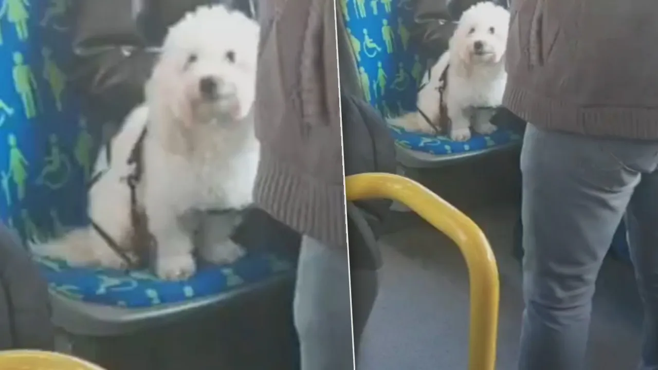 Metrobüste köpek koltukta gitti, insanlar ayakta seyretti! Görüntüler sosyal medyada tepki çekti