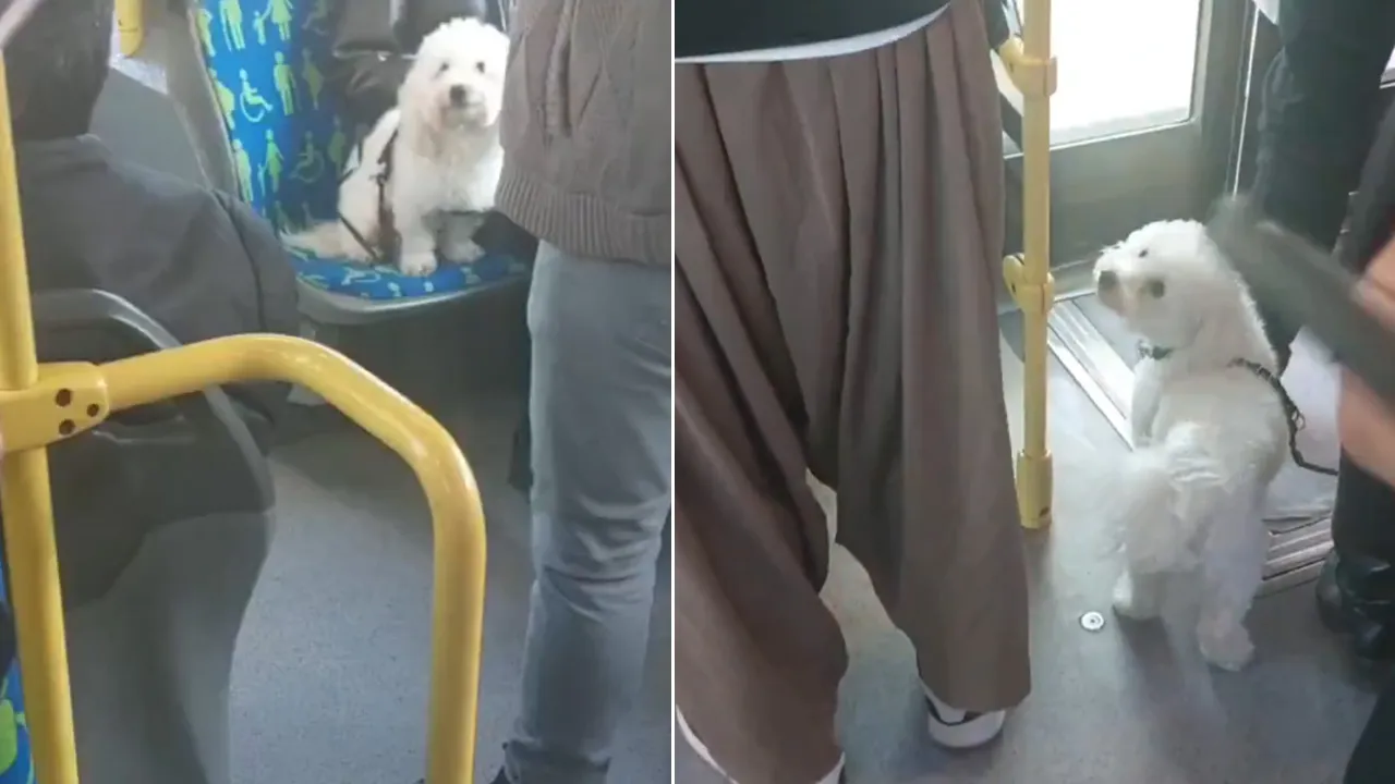Metrobüste köpek koltukta gitti, insanlar ayakta seyretti! Görüntüler sosyal medyada tepki çekti