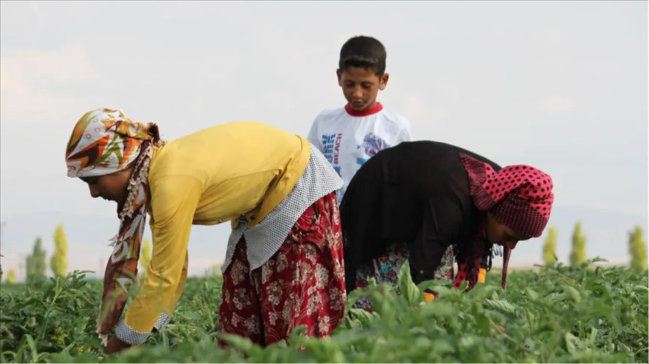 Tarım işçilerinin ücretlerinde dikkat çeken artış 