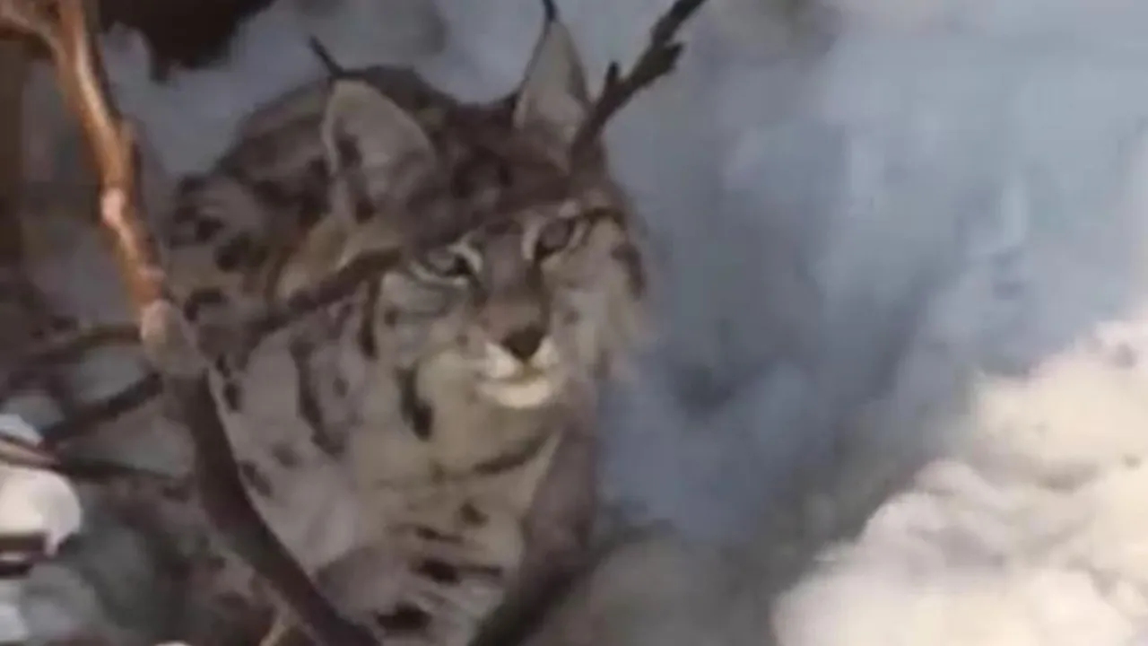 Yerleşim alanında vaşak görüntülendi! Yetkililer uyardı