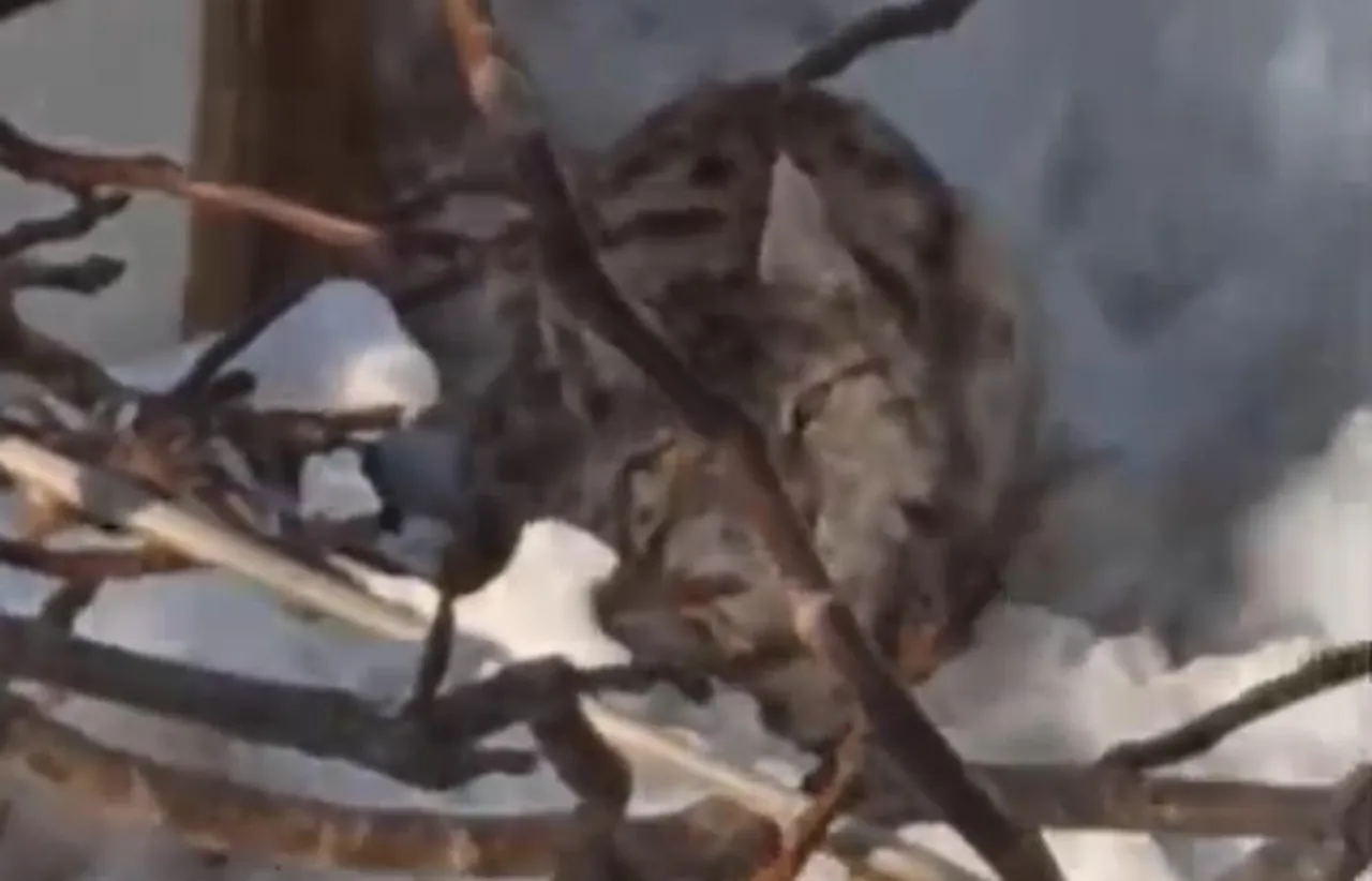 Yerleşim alanında vaşak görüntülendi! Yetkililer uyardı