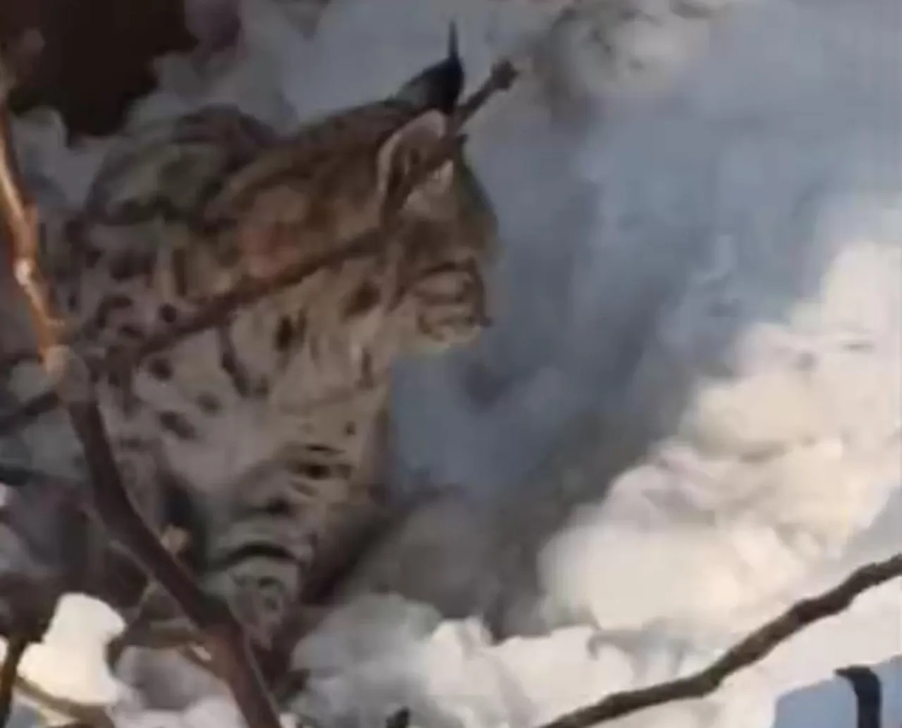 Yerleşim alanında vaşak görüntülendi! Yetkililer uyardı