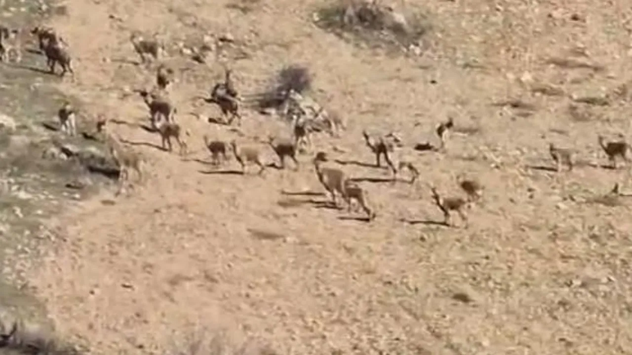 Zarar vermenin cezası 940 bin TL! Sürü halinde görüntülendiler