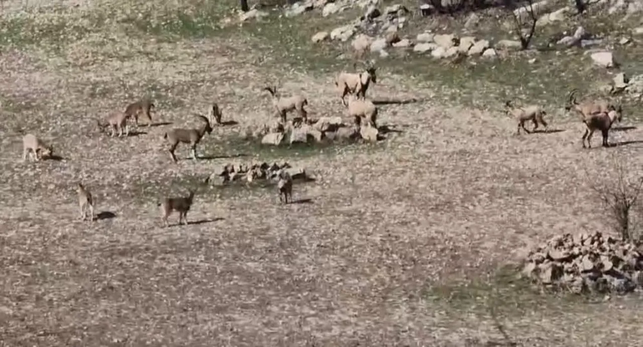 Zarar vermenin cezası 940 bin TL! Sürü halinde görüntülendiler