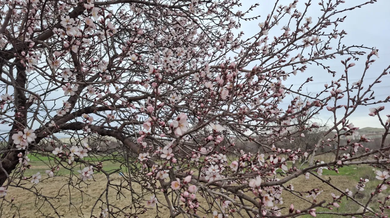 Cemre düştü, doğa erkenden uyandı: Yalancı bahara aldanan ağaçlar erkenden çiçek açtı