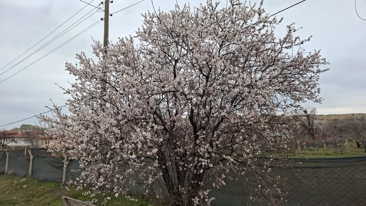 Cemre düştü, doğa erkenden uyandı: Yalancı bahara aldanan ağaçlar erkenden çiçek açtı