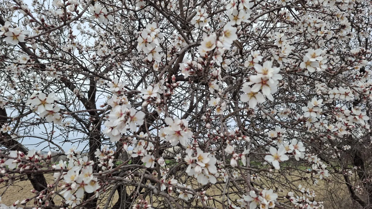 Cemre düştü, doğa erkenden uyandı: Yalancı bahara aldanan ağaçlar erkenden çiçek açtı
