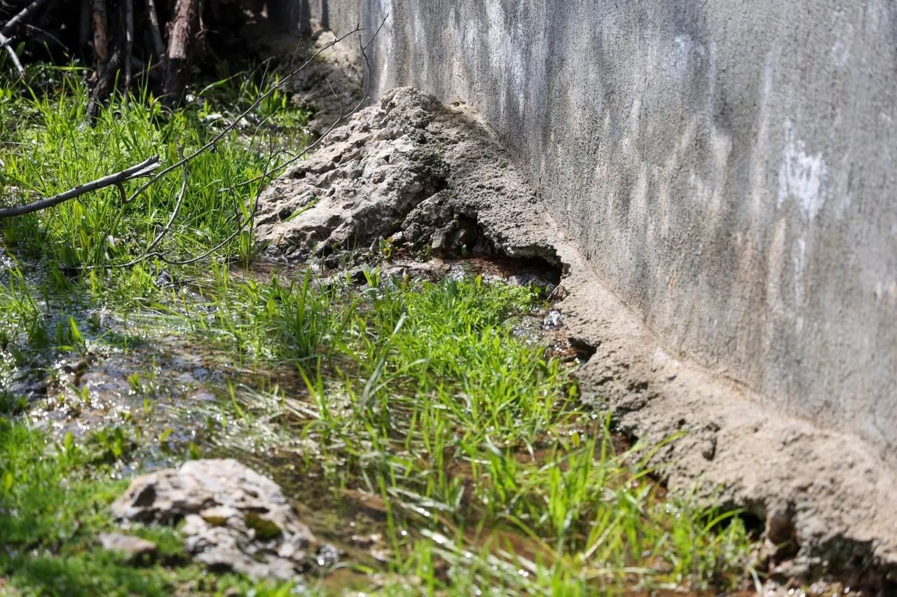 Şaşırtan görüntü: Tarlalardan bir anda fışkırmaya başladı, görenler hayret etti
