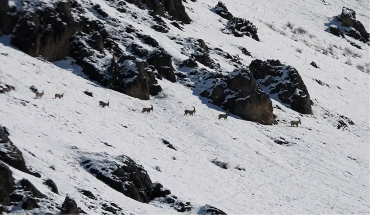 3300 rakımlı Munzur Dağlarında dağ keçileri görüntülendi
