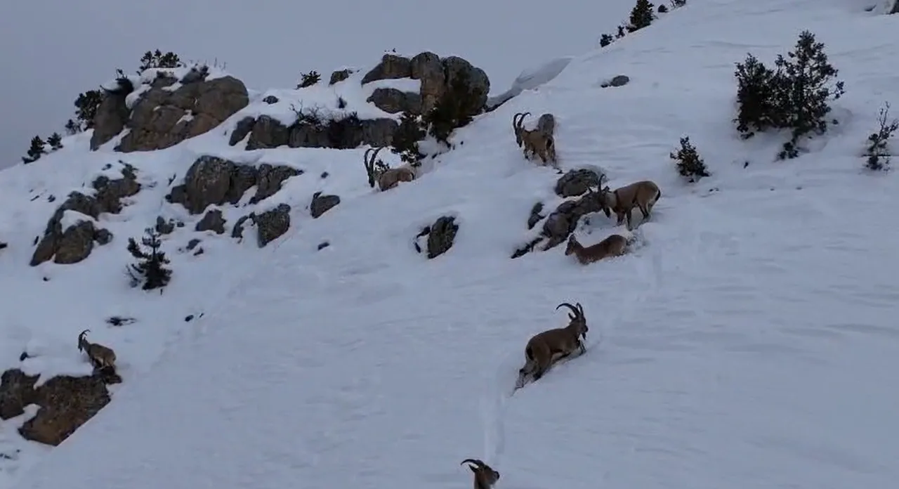 3300 rakımlı Munzur Dağlarında dağ keçileri görüntülendi