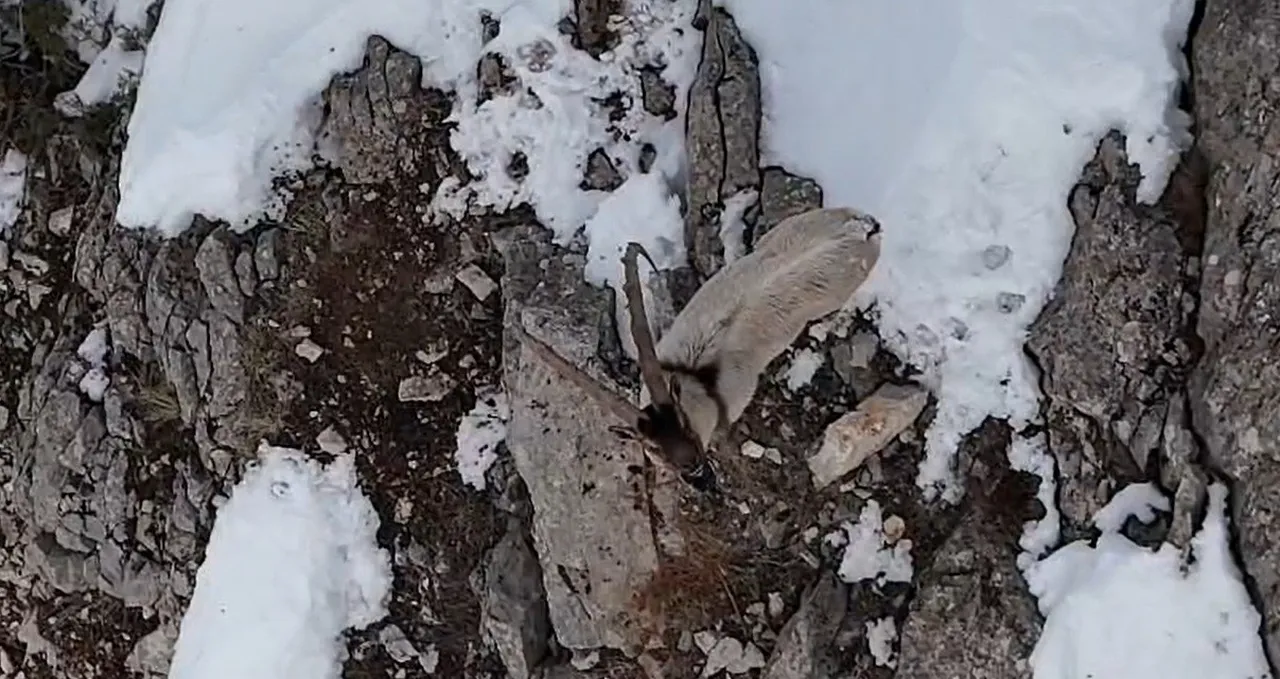 3300 rakımlı Munzur Dağlarında dağ keçileri görüntülendi